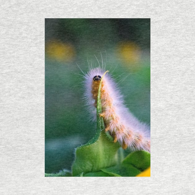 Caterpillar by searchlight